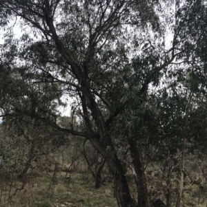 Eucalyptus dives at O'Malley, ACT - 18 Aug 2022