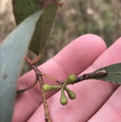 Eucalyptus dives at O'Malley, ACT - 18 Aug 2022