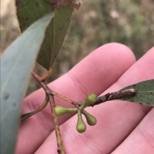 Eucalyptus dives at O'Malley, ACT - 18 Aug 2022