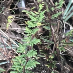 Cheilanthes sieberi subsp. sieberi (Mulga Rock Fern) at O'Malley, ACT - 18 Aug 2022 by Tapirlord