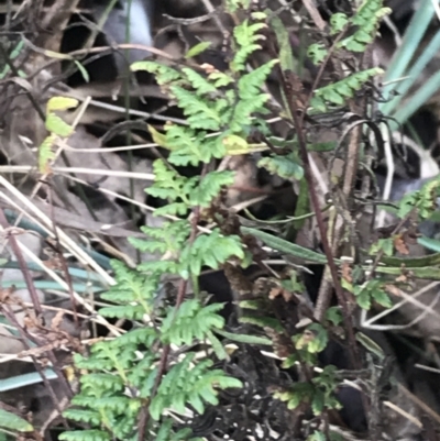 Cheilanthes sieberi subsp. sieberi (Narrow Rock Fern) at Mount Mugga Mugga - 17 Aug 2022 by Tapirlord