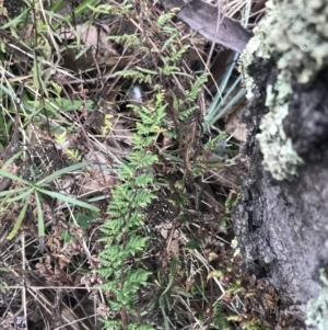 Cheilanthes sieberi subsp. sieberi at O'Malley, ACT - 18 Aug 2022 09:50 AM