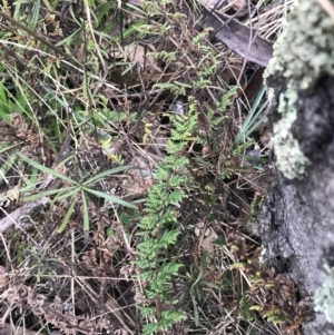 Cheilanthes sieberi subsp. sieberi at O'Malley, ACT - 18 Aug 2022 09:50 AM