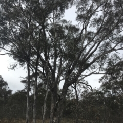 Eucalyptus melliodora (Yellow Box) at Mount Mugga Mugga - 17 Aug 2022 by Tapirlord