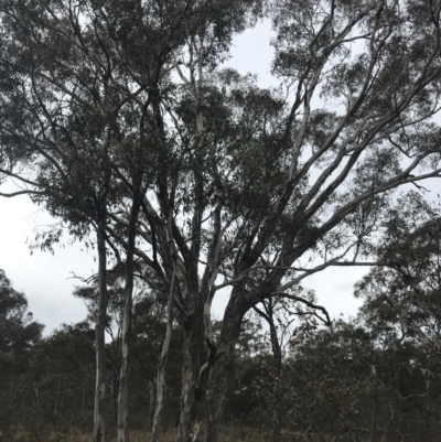 Eucalyptus melliodora (Yellow Box) at O'Malley, ACT - 17 Aug 2022 by Tapirlord