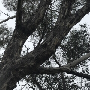 Eucalyptus melliodora at O'Malley, ACT - 18 Aug 2022