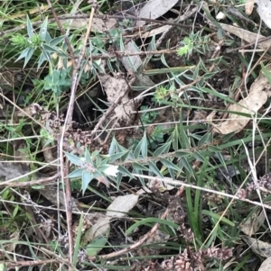 Melichrus urceolatus at O'Malley, ACT - 18 Aug 2022 09:48 AM