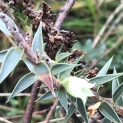 Melichrus urceolatus at O'Malley, ACT - 18 Aug 2022 09:48 AM