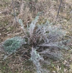 Chrysocephalum semipapposum (Clustered Everlasting) at O'Malley, ACT - 17 Aug 2022 by Tapirlord