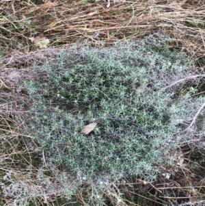 Chrysocephalum semipapposum at O'Malley, ACT - 18 Aug 2022