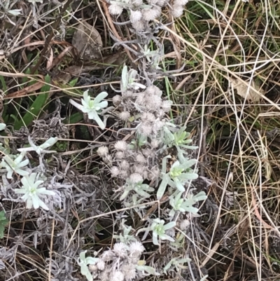 Chrysocephalum apiculatum (Common Everlasting) at Mount Mugga Mugga - 17 Aug 2022 by Tapirlord