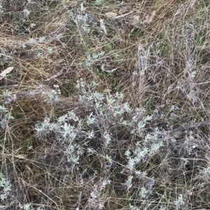 Chrysocephalum apiculatum at O'Malley, ACT - 18 Aug 2022 09:47 AM