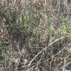 Xerochrysum viscosum at O'Malley, ACT - 18 Aug 2022