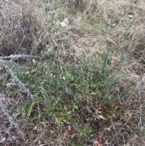 Pyracantha angustifolia at Garran, ACT - 18 Aug 2022