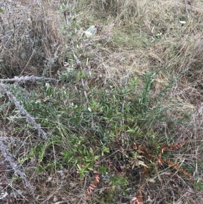 Pyracantha angustifolia (Firethorn, Orange Firethorn) at Garran, ACT - 17 Aug 2022 by Tapirlord