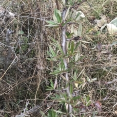 Pyracantha angustifolia at Garran, ACT - 18 Aug 2022