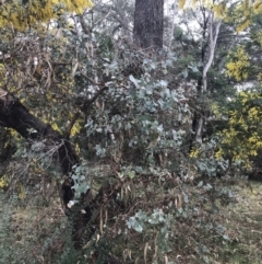 Eucalyptus bridgesiana (Apple Box) at GG241 - 17 Aug 2022 by Tapirlord