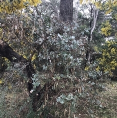 Eucalyptus bridgesiana (Apple Box) at O'Malley, ACT - 18 Aug 2022 by Tapirlord