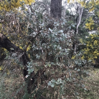 Eucalyptus bridgesiana (Apple Box) at Mount Mugga Mugga - 17 Aug 2022 by Tapirlord