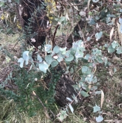 Eucalyptus bridgesiana at O'Malley, ACT - 18 Aug 2022