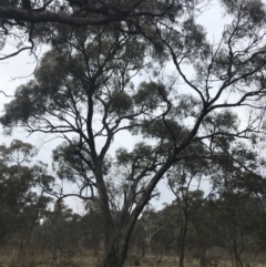 Eucalyptus bridgesiana at O'Malley, ACT - 18 Aug 2022