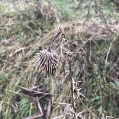 Cirsium vulgare (Spear Thistle) at O'Malley, ACT - 17 Aug 2022 by Tapirlord