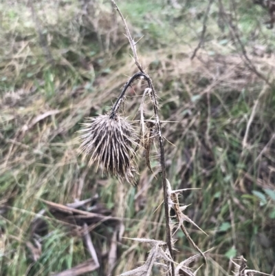 Cirsium vulgare (Spear Thistle) at Mount Mugga Mugga - 17 Aug 2022 by Tapirlord