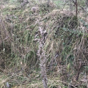 Cirsium vulgare at O'Malley, ACT - 18 Aug 2022