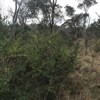 Ligustrum sinense (Narrow-leaf Privet, Chinese Privet) at Mount Mugga Mugga - 17 Aug 2022 by Tapirlord