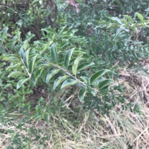 Ligustrum sinense at O'Malley, ACT - 18 Aug 2022