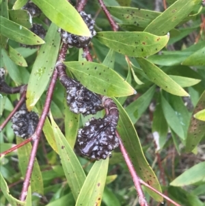 Hakea salicifolia at O'Malley, ACT - 18 Aug 2022