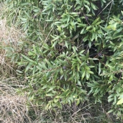 Hakea salicifolia at O'Malley, ACT - 18 Aug 2022