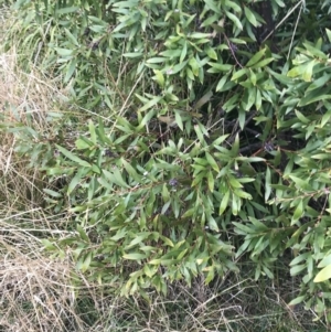 Hakea salicifolia at O'Malley, ACT - 18 Aug 2022