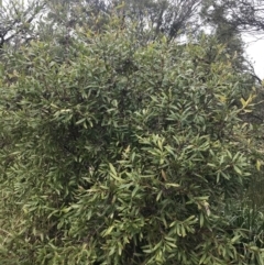 Hakea salicifolia at O'Malley, ACT - 18 Aug 2022