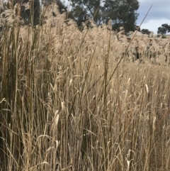 Phragmites australis (Common Reed) at Mount Mugga Mugga - 17 Aug 2022 by Tapirlord