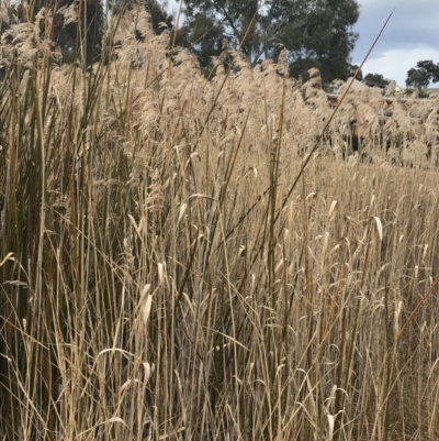 Phragmites australis (Common Reed) at O'Malley, ACT - 18 Aug 2022 by Tapirlord