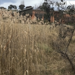 Phragmites australis at O'Malley, ACT - 18 Aug 2022 09:39 AM