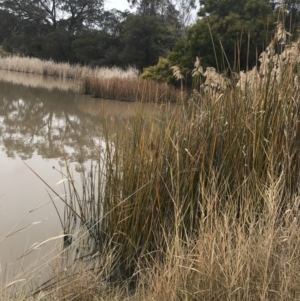 Machaerina articulata at O'Malley, ACT - 18 Aug 2022