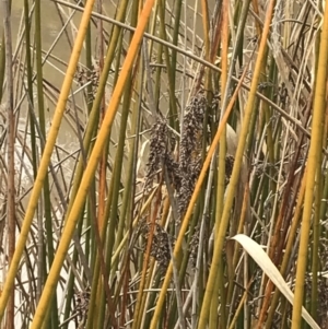 Baumea articulata at O'Malley, ACT - 18 Aug 2022