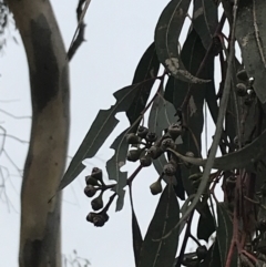 Eucalyptus blakelyi (Blakely's Red Gum) at Mount Mugga Mugga - 17 Aug 2022 by Tapirlord