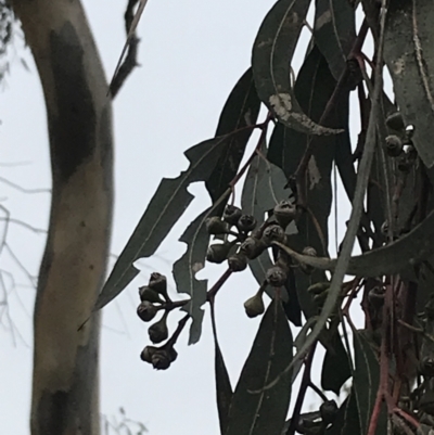 Eucalyptus blakelyi (Blakely's Red Gum) at Mount Mugga Mugga - 17 Aug 2022 by Tapirlord