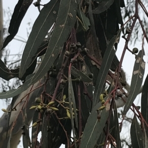 Eucalyptus blakelyi at O'Malley, ACT - 18 Aug 2022