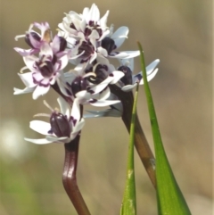 Wurmbea dioica subsp. dioica (Early Nancy) at Gundaroo, NSW - 26 Jan 2022 by Gunyijan