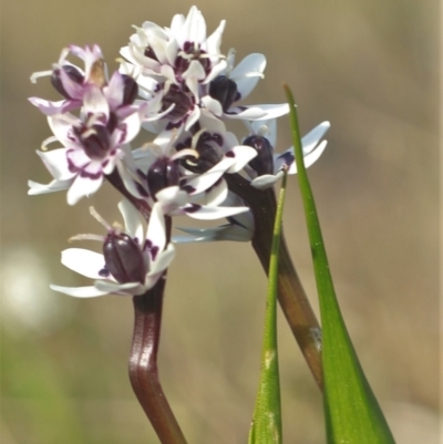 Wurmbea dioica subsp. dioica (Early Nancy) at Gundaroo, NSW - 27 Jan 2022 by Gunyijan