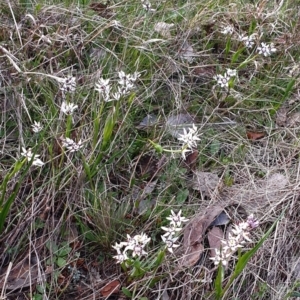 Wurmbea dioica subsp. dioica at Gundaroo, NSW - 27 Jan 2022