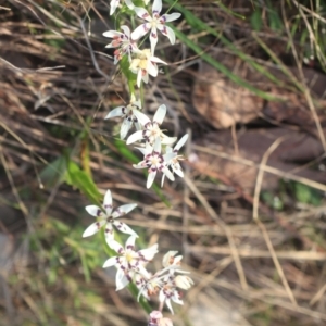 Wurmbea dioica subsp. dioica at Gundaroo, NSW - 27 Jan 2022 08:34 AM