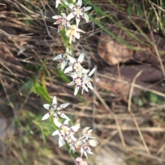 Wurmbea dioica subsp. dioica at Gundaroo, NSW - 27 Jan 2022