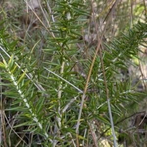 Grevillea sp. at Jerrabomberra, NSW - 10 Sep 2022