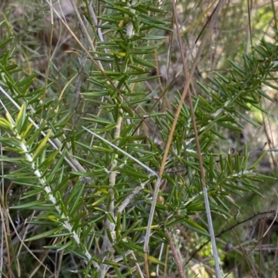 Grevillea sp. (Grevillea) at Mount Jerrabomberra QP - 10 Sep 2022 by Steve_Bok