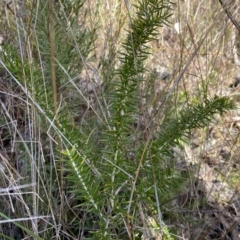 Grevillea sp. at Jerrabomberra, NSW - 10 Sep 2022